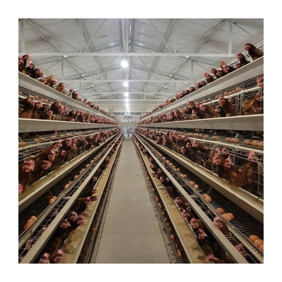 1 anno di garanzia strato gabbia di pollo bevitore automatico per l'agricoltura senza problemi