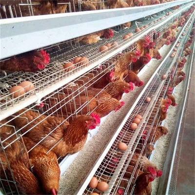 Pollo di strato della gabbia per polli di 3 di Tires 96 galline ovaiole dell'uccello per l'azienda agricola